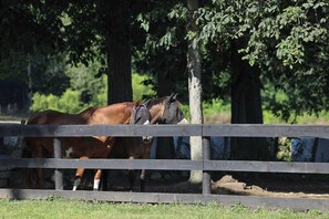 A stable with two horses. - The Horse Carriage 2 miles from Foxwoods Casino (Preston)