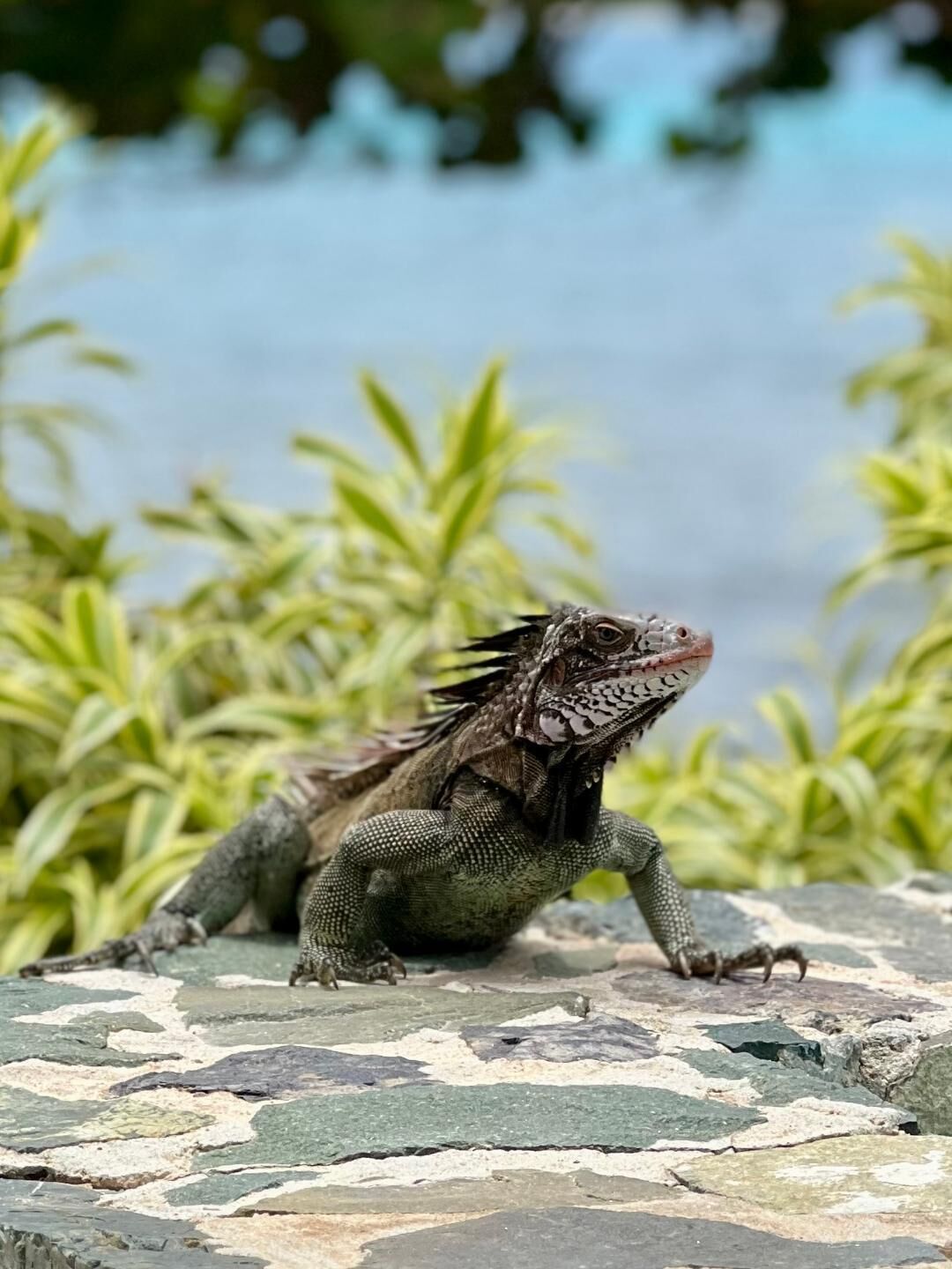 A lizard on a textured surface with a blurred natural background.