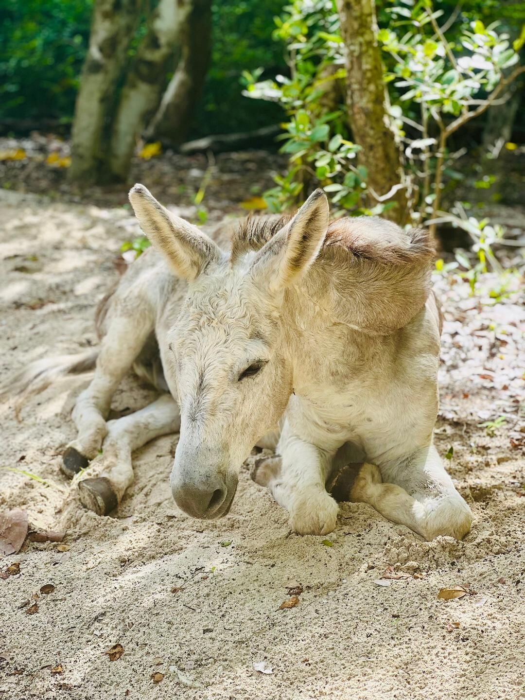 A donkey lying on sandy ground with trees and foliage in the background.