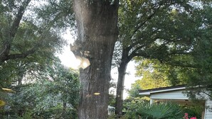 A garden with a large tree, various plants, and a pathway leading to a building. - Crew-Ready Near Nine Mile Pensacola Stay (Pensacola)