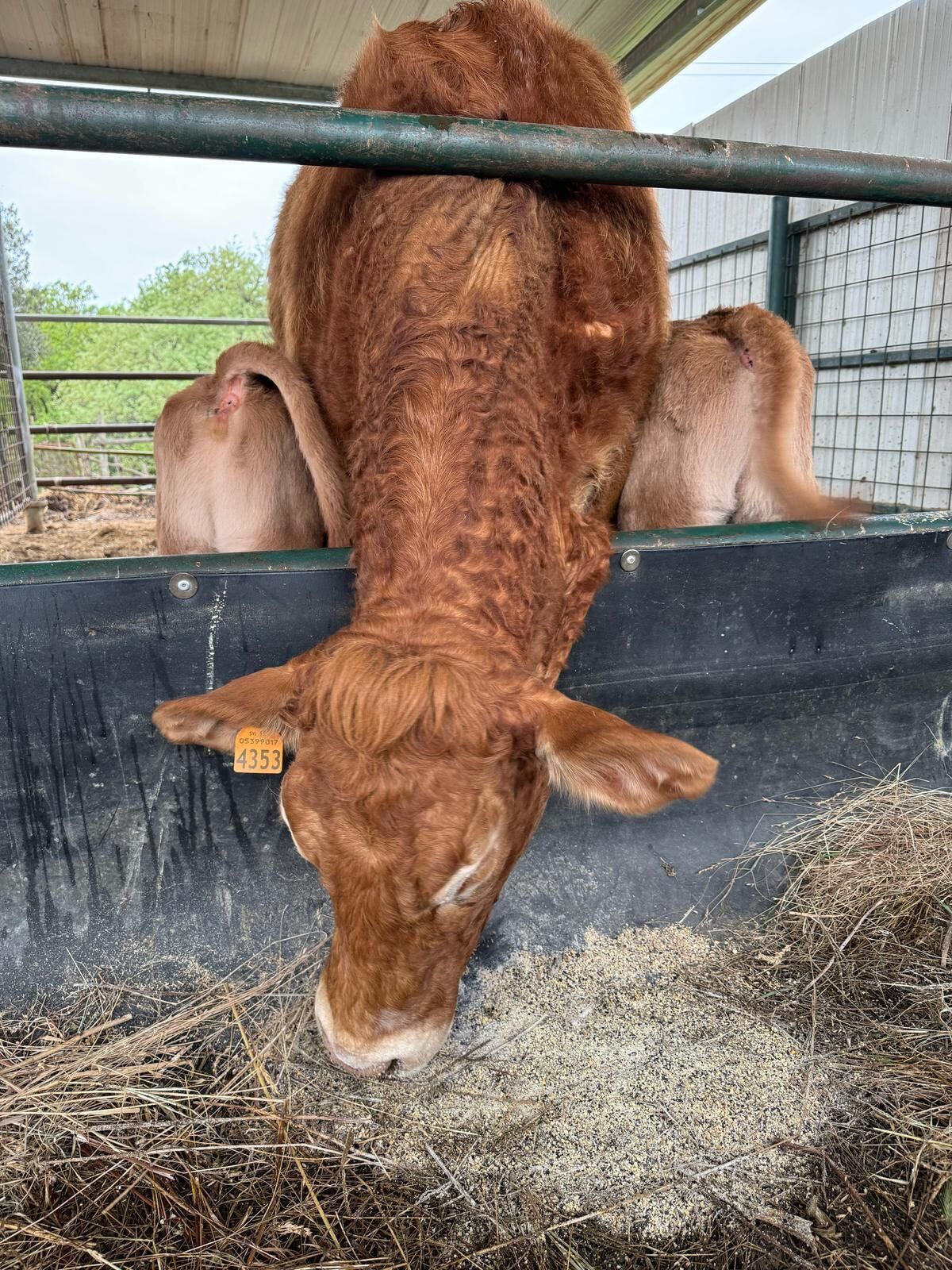 A cow with a tag on its ear, eating hay from a trough in a pen.