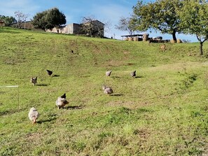 Terrain de l’hébergement