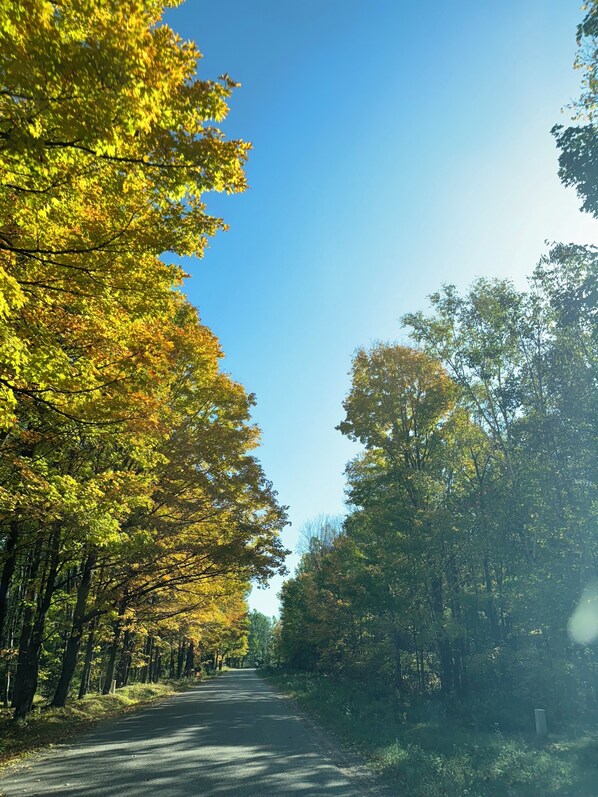 Une route bordée d’arbres aux feuilles jaunes, qui s’étend à perte de vue.