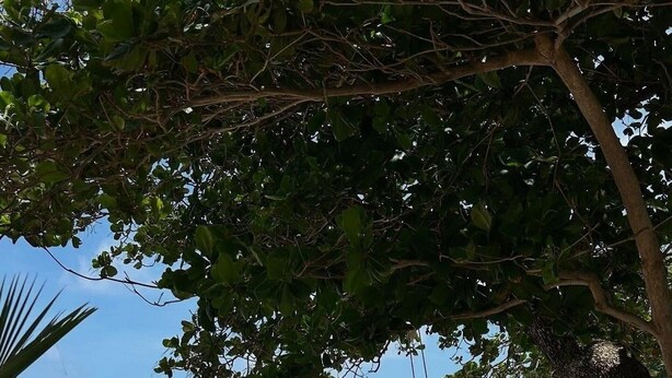 A beach scene with clear turquoise water, a person on a swing, and lush greenery in the background. - Private Oasis - Portland’s Coastal Gated Hideaway (Fair Prospect)