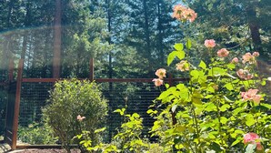 A garden with a wooden fence, various plants, and tall trees in the background. - Tranquil - 2 bedroom cabin in charming Trinity Center awaits you (Trinity Center)