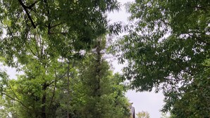 Ein Park mit einem Feldweg, Bäumen, einem roten Zaun und einem Gebäude im Hintergrund.