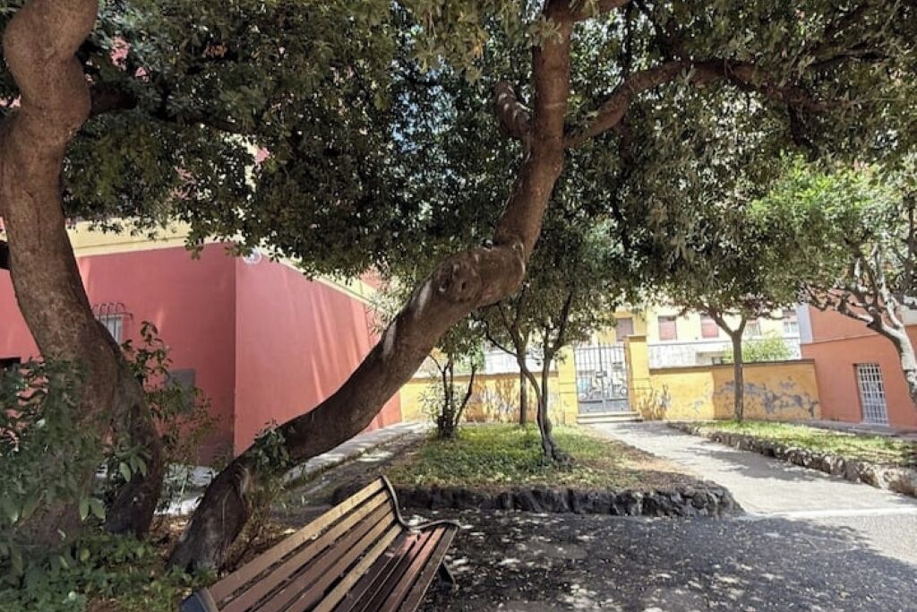 A bench under a tree in a courtyard with buildings in the background.