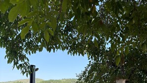 Two lounge chairs under a tree with a view of a vineyard and hills. - Beautiful and cozy rural house in El Bierzo (Ocero)
