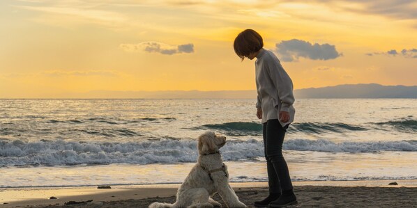 Una persona de pie en la playa con un perro, mirando al océano durante el atardecer.