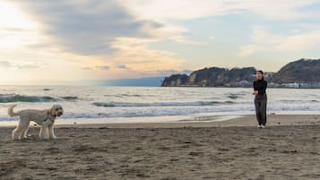 Una playa con un perro y una persona.