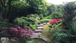 Un sendero en el jardín con rocas y diversas plantas.