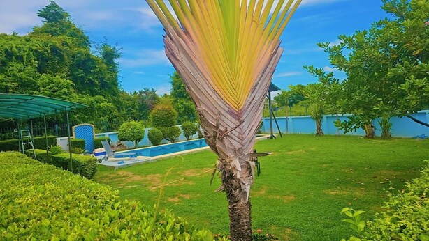 Property grounds - Pattaya Pool Villa 3 Bedrooms (Muang Pattaya)