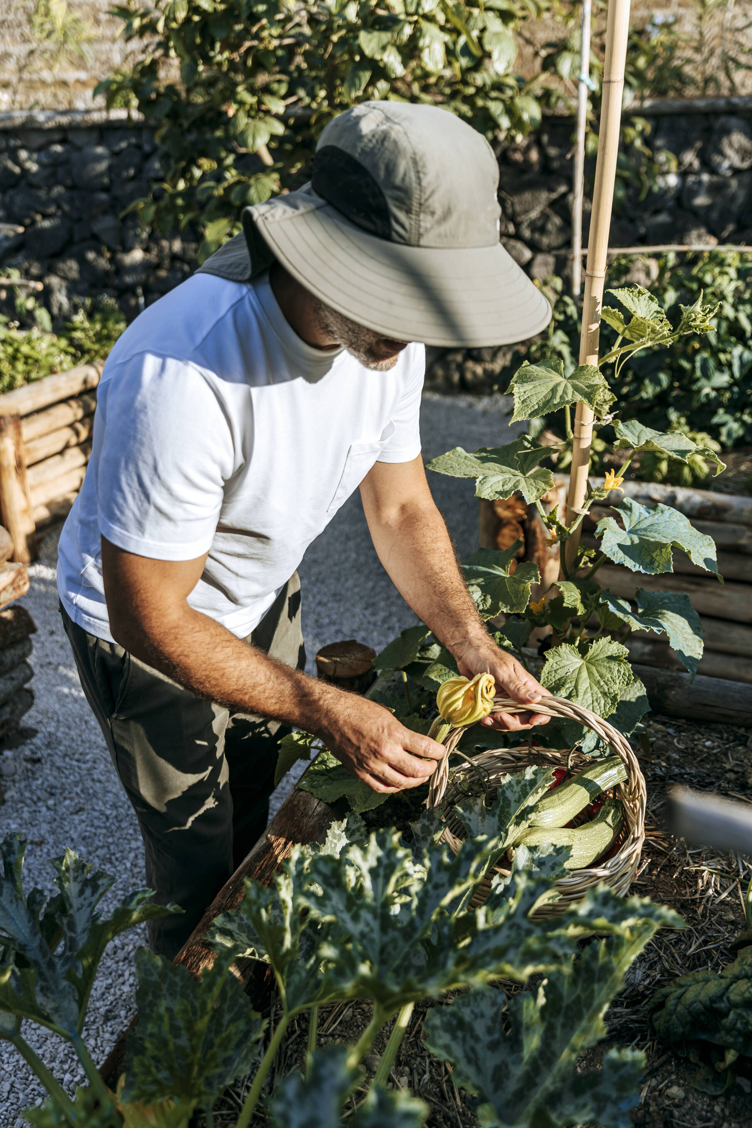 Eine Person erntet Gemüse im Garten.