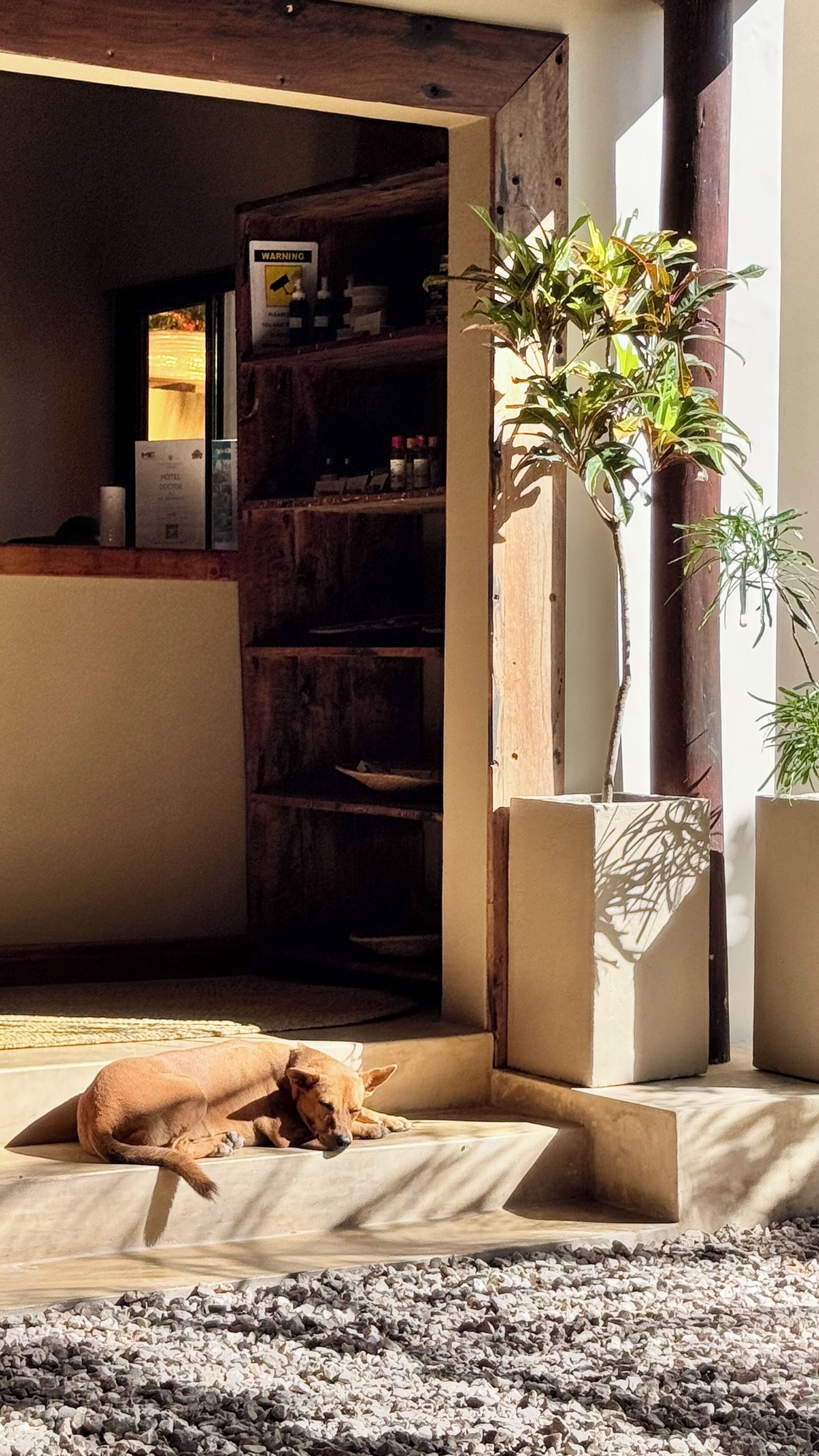 A dog resting on a mat in a room with a wooden shelf and a potted plant.