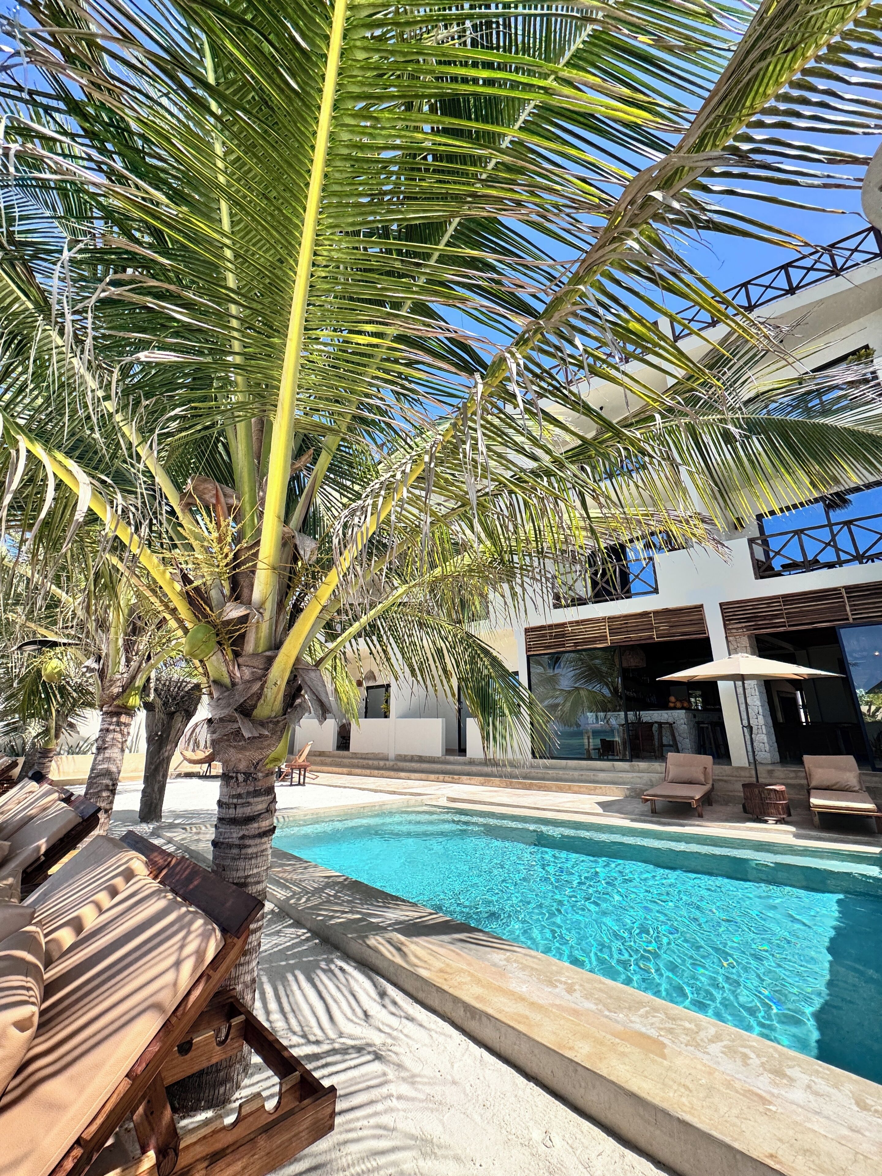 A poolside area with lounge chairs, a palm tree, and a modern building with large windows.
