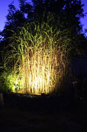 A large, dense bamboo plant illuminated by artificial lighting at night. - Peace & relaxation in the green forest dream Wendland (Küsten)