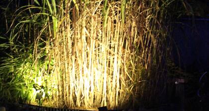 Ruhe & Entspannung im Grünen Waldtraum-Wendland