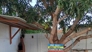 Un arbre avec un panneau devant, une table de pique-nique et un mur de briques.