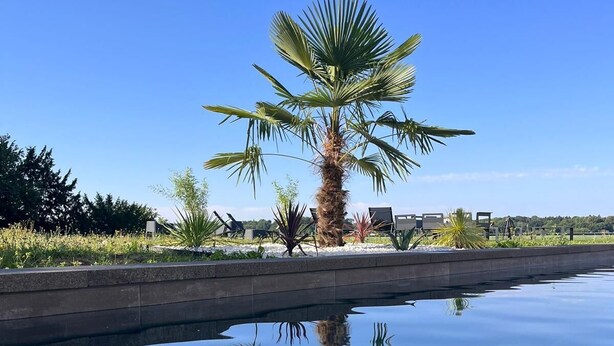 Une piscine aux eaux cristallines, avec un palmier au centre, entourée de chaises longues et d’un jardin aménagé.