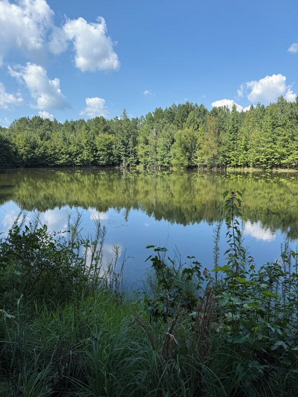 A calm lake surrounded by dense forest.