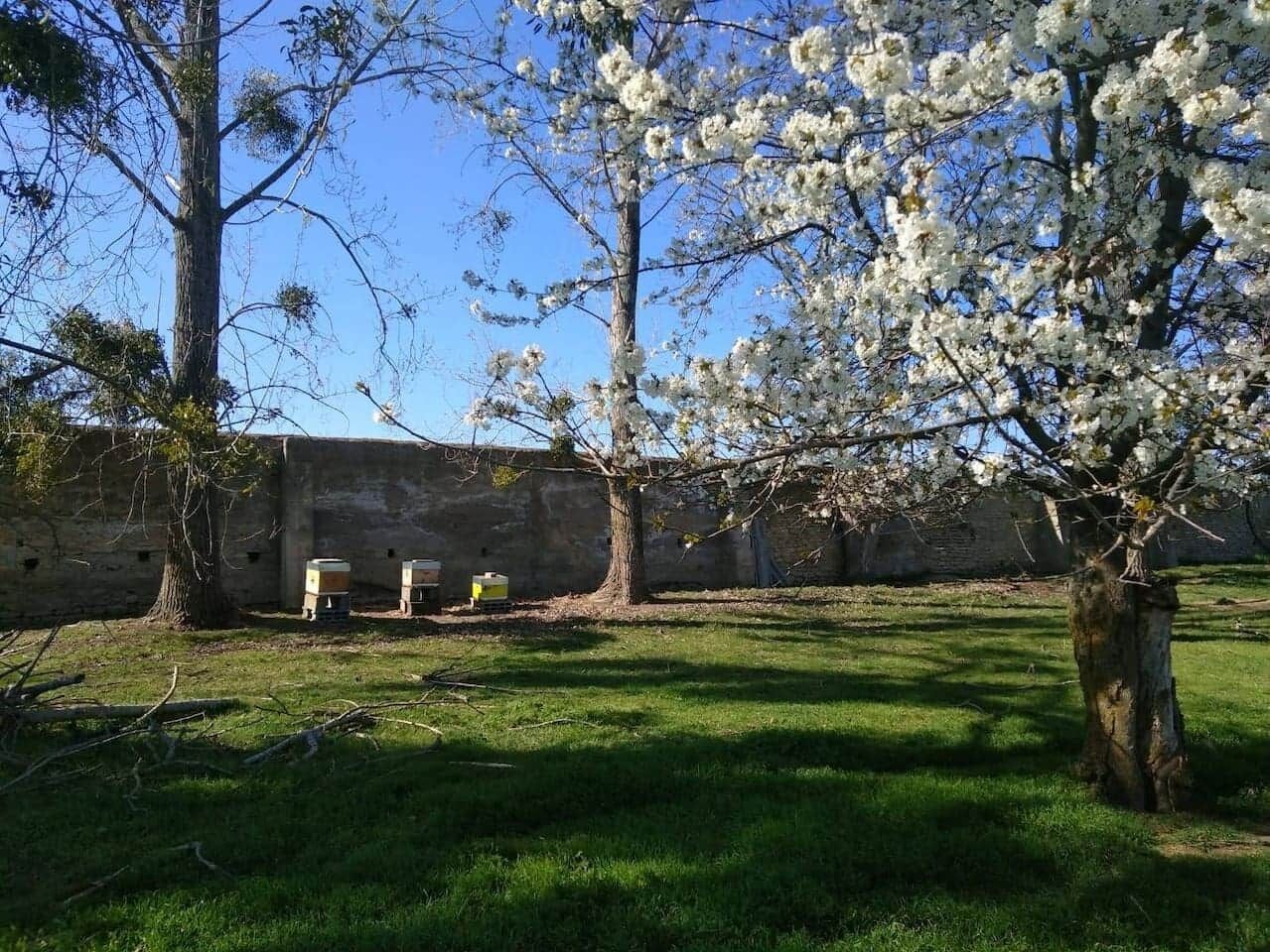 A tree with white blossoms in a grassy area with a brick wall in the background.