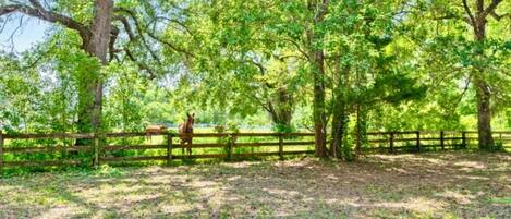 A fenced outdoor area with trees and a horse.