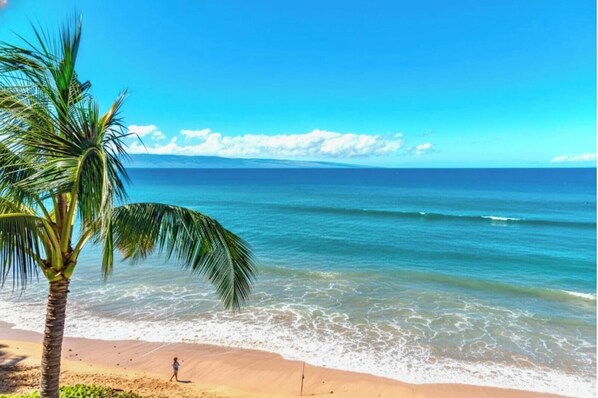 A beach with clear blue water, a palm tree, and a person walking on the sand.