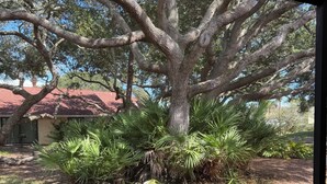 A large tree with a thick trunk and sprawling branches, surrounded by lush green foliage and palm-like plants.