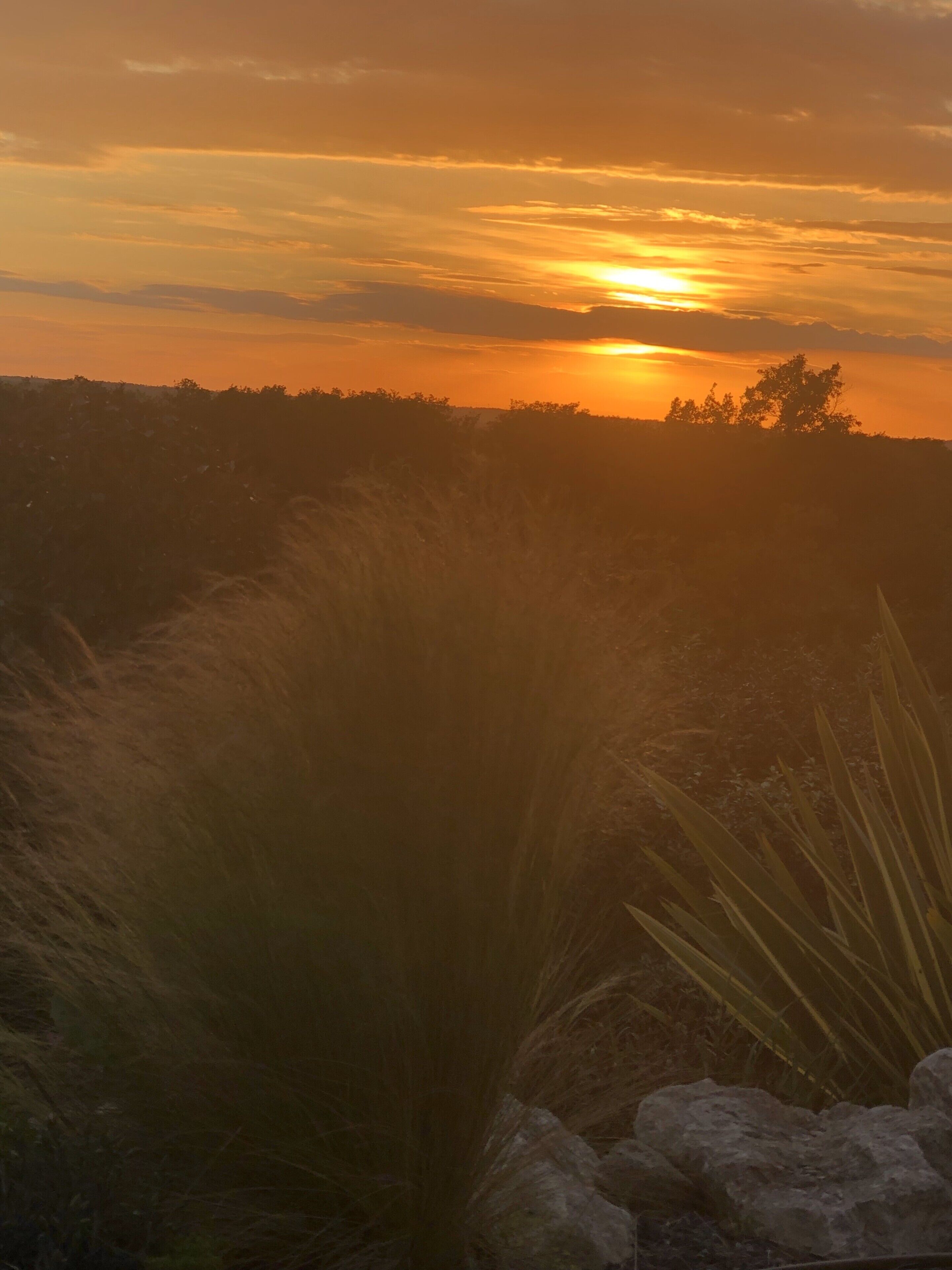 Un atardecer sobre un paisaje con siluetas de árboles y un primer plano con césped.