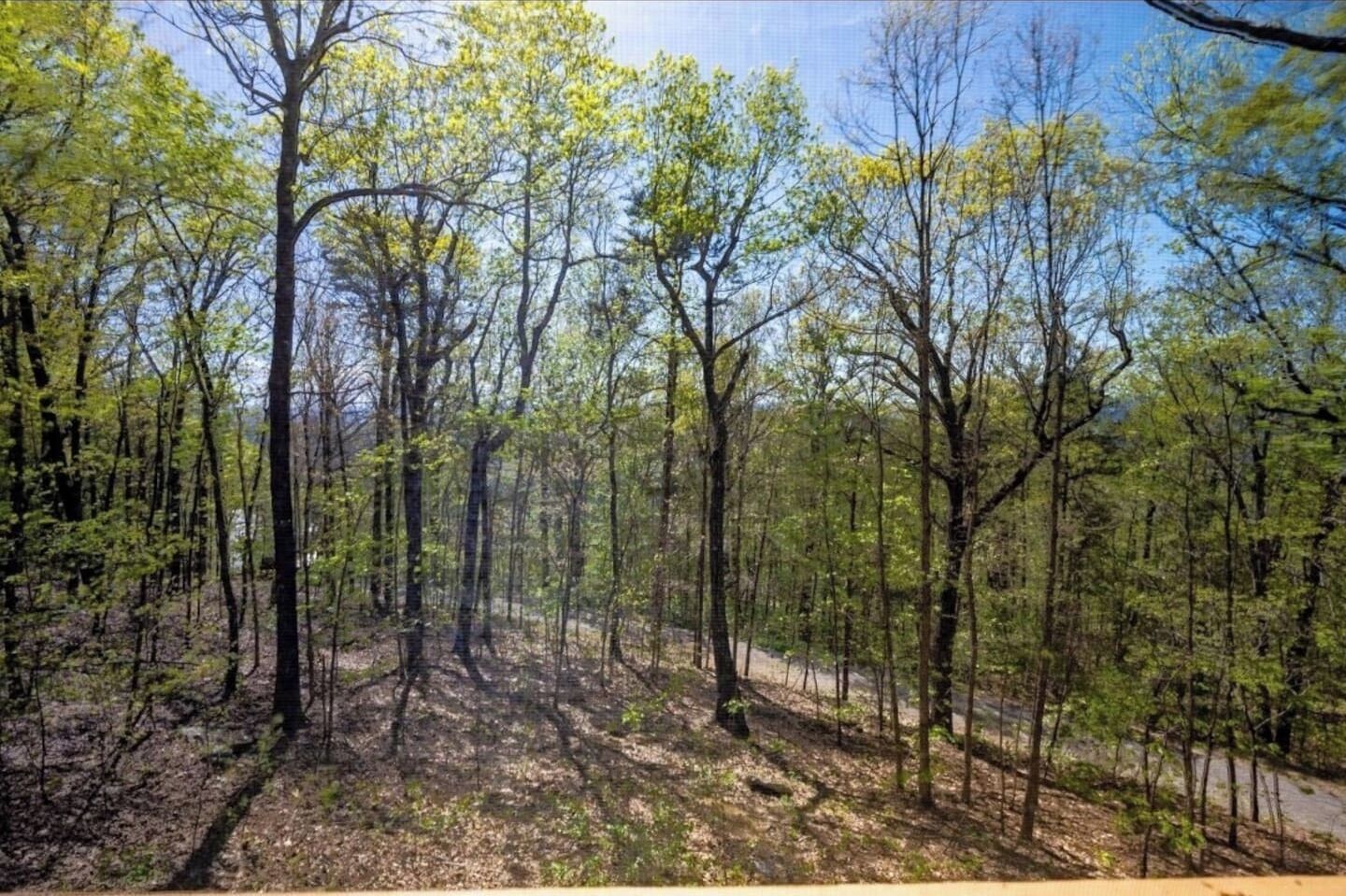 A forested area with tall trees and a dirt path.
