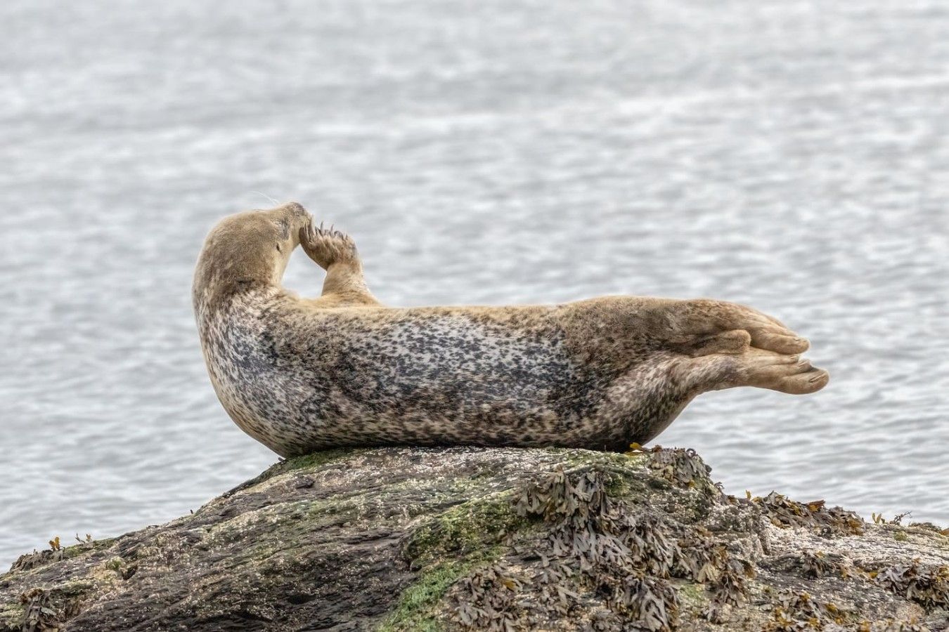 A seal resting on a rock by the water.