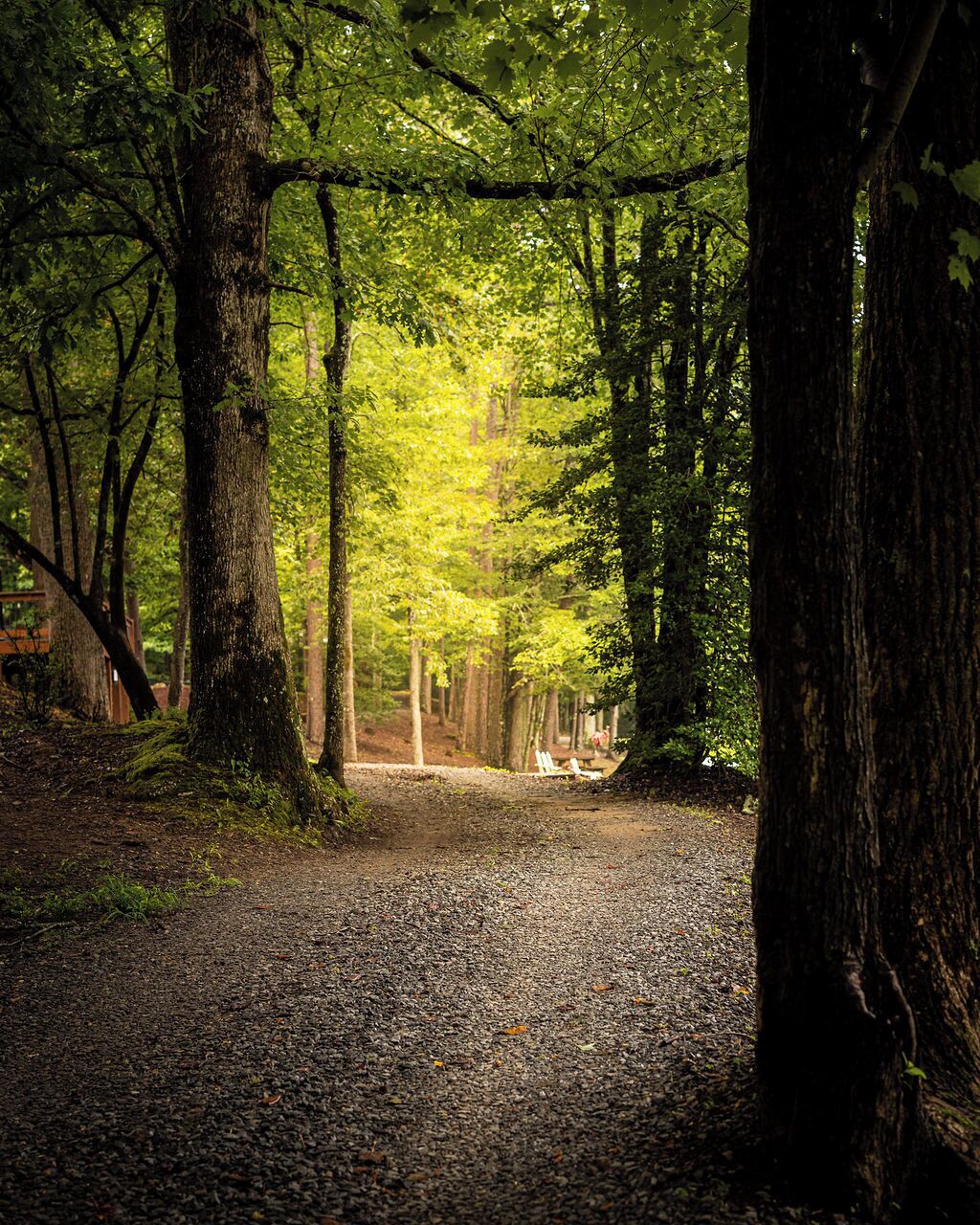 Un sentier forestier bordé d’arbres, avec un banc.