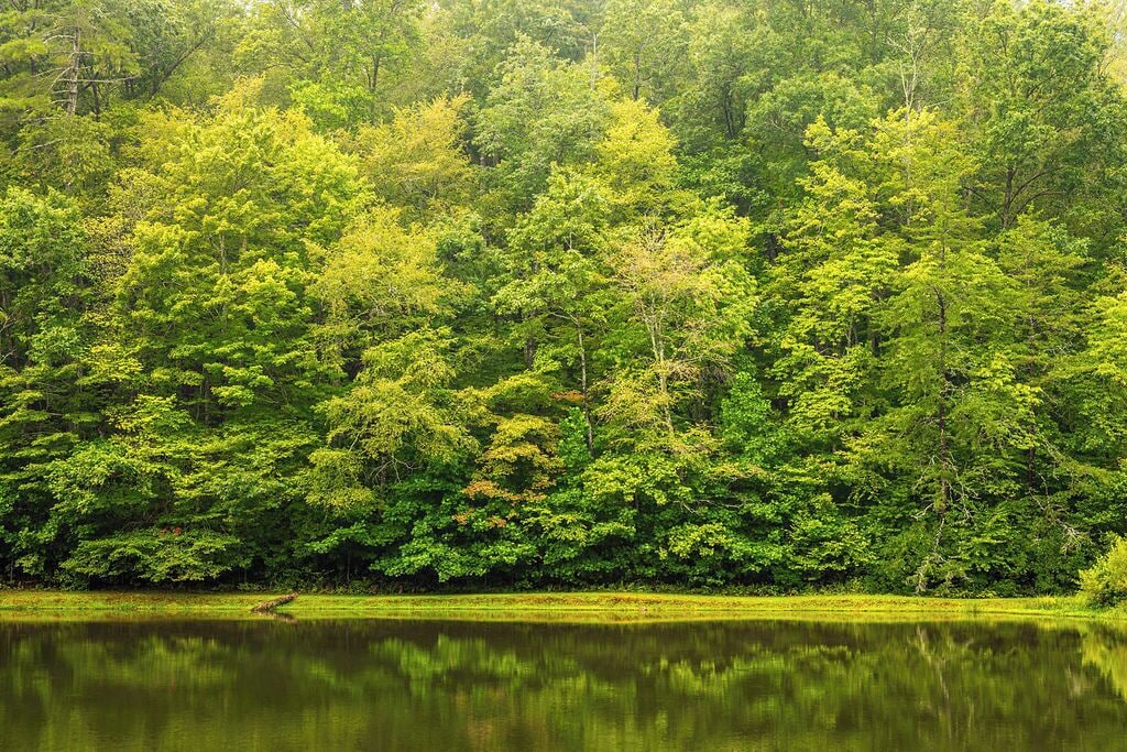 A dense forest with a calm lake reflecting the greenery.
