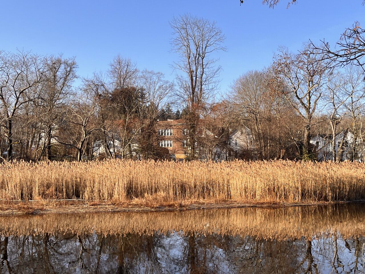A river with tall reeds and a building in the background.