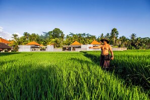 A man standing in a lush green field with houses in the background. - Asri Sari Villa Ubud (Ubud)