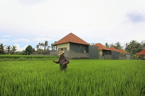A person in a field of green crops, with houses in the background. - Asri Sari Villa Ubud (Ubud)