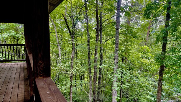 Eine Holzterrasse mit Blick auf einen dichten Wald.