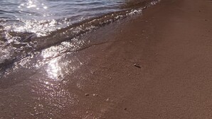 A beach with clear water, palm trees, and a distant boat.