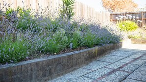 Un jardin agrémenté de plantes de lavande et entouré d’une clôture en bois.
