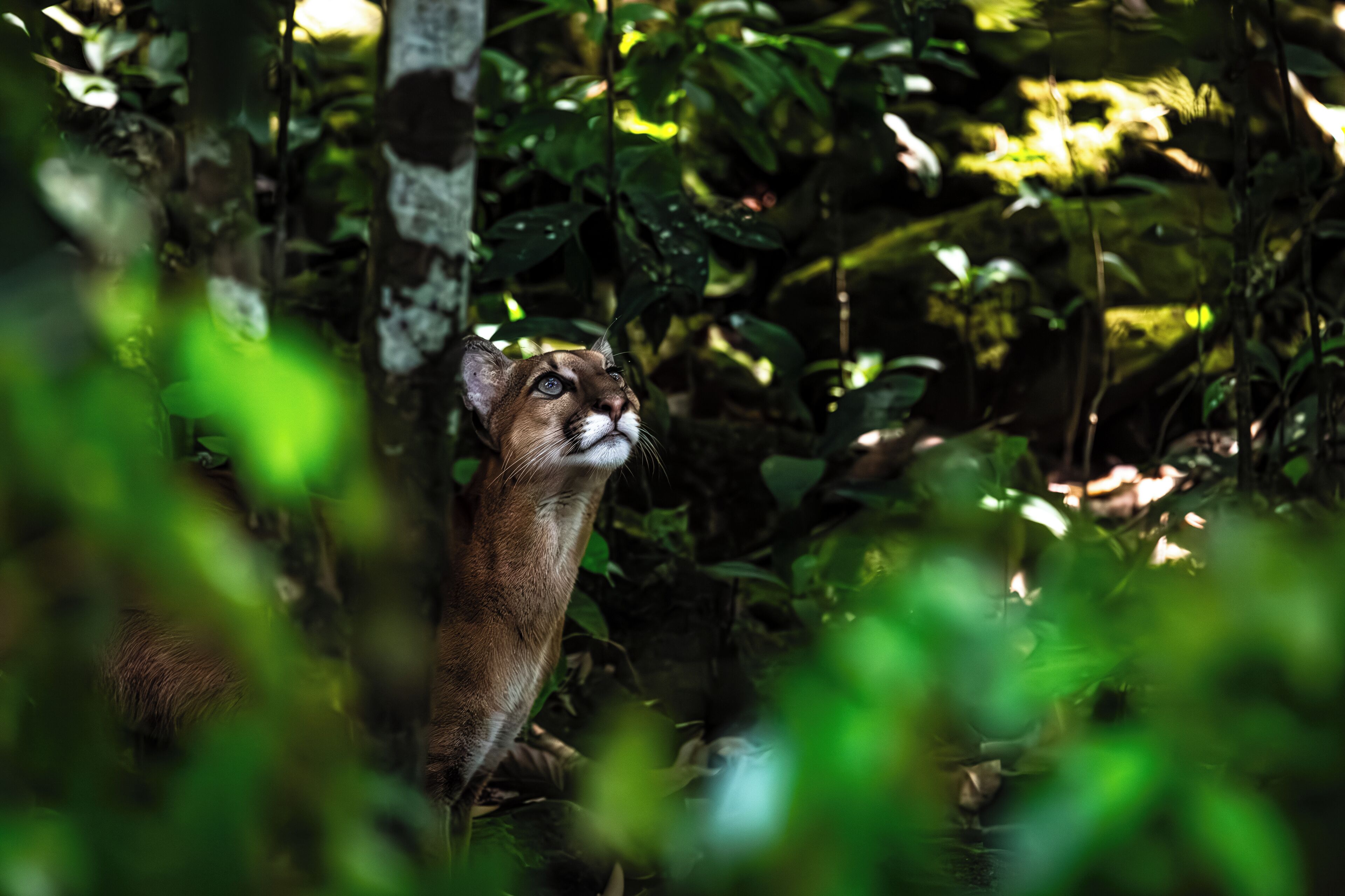 A cat in a dense forest with green foliage and tree trunks.