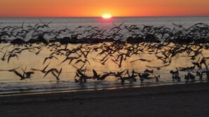 Atardecer sobre una playa con aves volando sobre el agua.