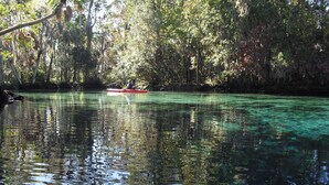 Un río tranquilo rodeado de un bosque frondoso.