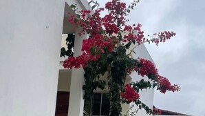 A building with a concrete staircase leading to a door, surrounded by potted plants and a flowering vine. - Pousada Santo Mel (São Tomé)