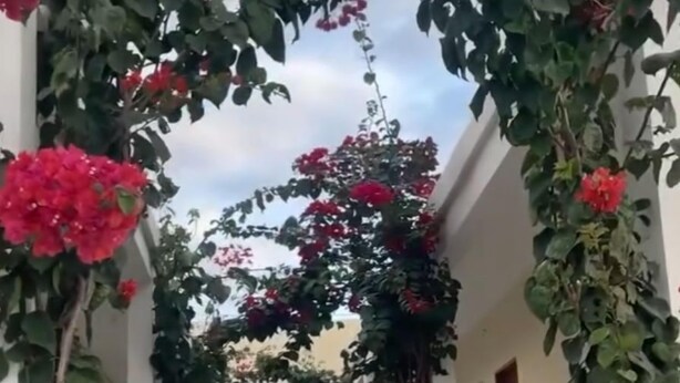 A covered walkway with a green carpet, flanked by walls with climbing plants and red flowers. - Pousada Santo Mel (São Tomé)