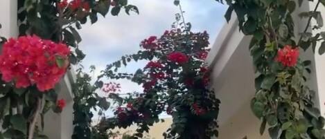 Room, Garden View | Terrace/patio