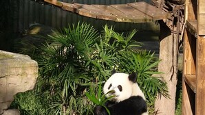A panda sitting on rocks with greenery in a zoo enclosure. - chongqingyinshiguangjiangjingjiudian (Chongqing)