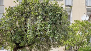A building entrance with a staircase leading to a door, surrounded by trees and a geometric pavement design. - Vuvuzela Bay, Three-Bedroom Apartment (Split)