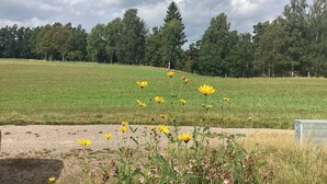 Un campo cubierto de hierba con flores amarillas y árboles al fondo.