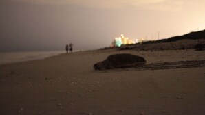 A beach scene with a turtle on the sand and distant lights. - PGA National Luxury Estate Home, Golf and Lake, Discount @ 3+ weeks (Palm Beach Gardens)