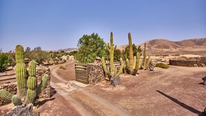 Een woestijnlandschap met cactussen en een zandweg.
